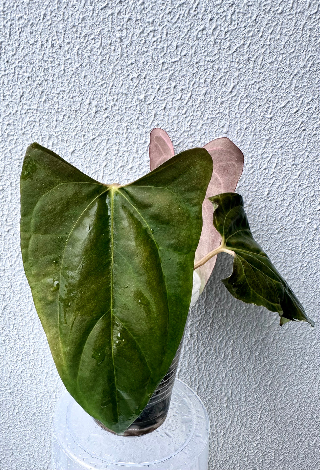 Anthurium Papillilaminum pure - Ralph Lynam