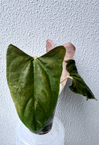 Anthurium Papillilaminum pure - Ralph Lynam