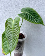 Anthurium Veitchii narrow form