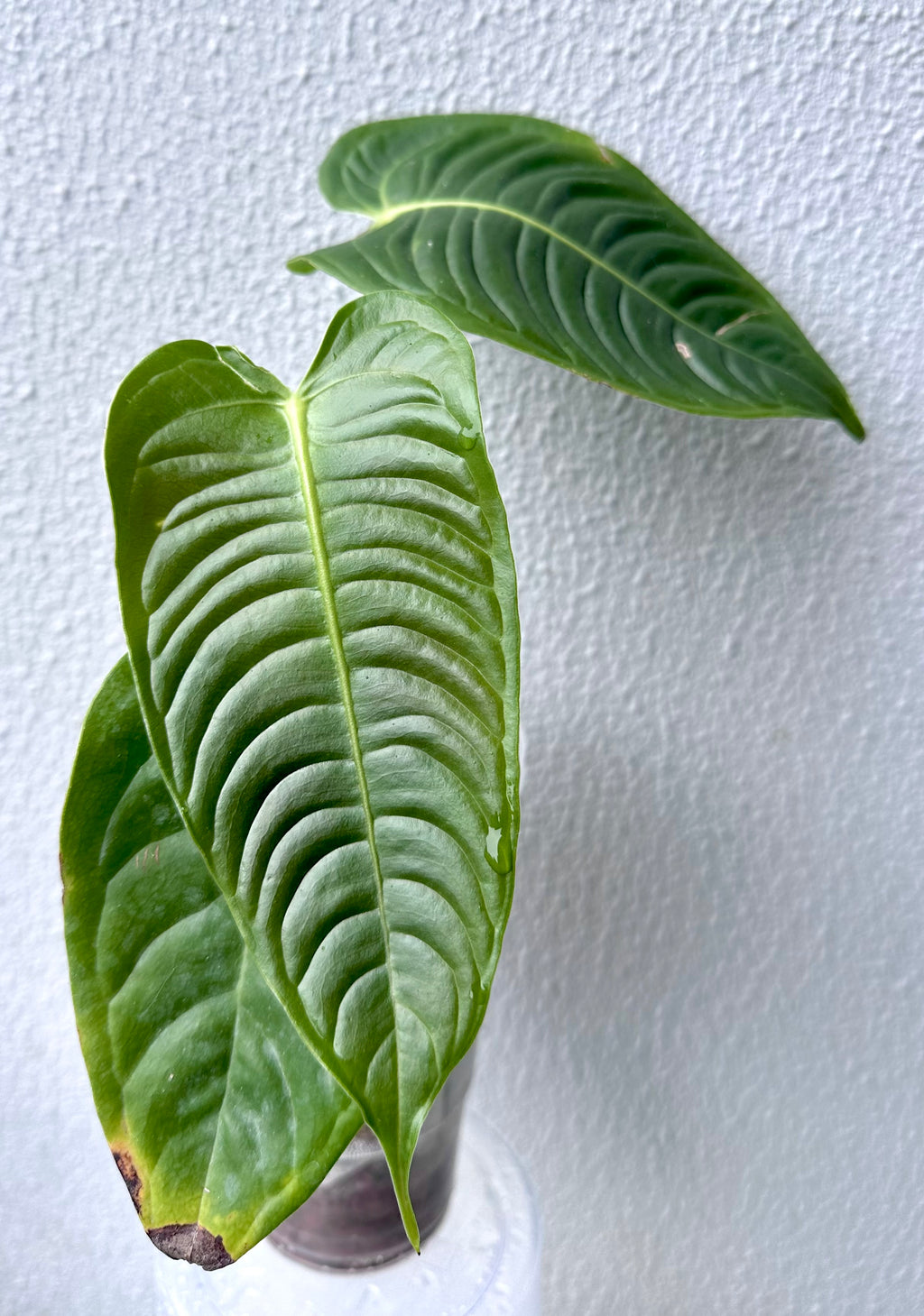 Anthurium Veitchii narrow form