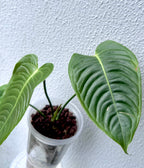 Anthurium Veitchii narrow form
