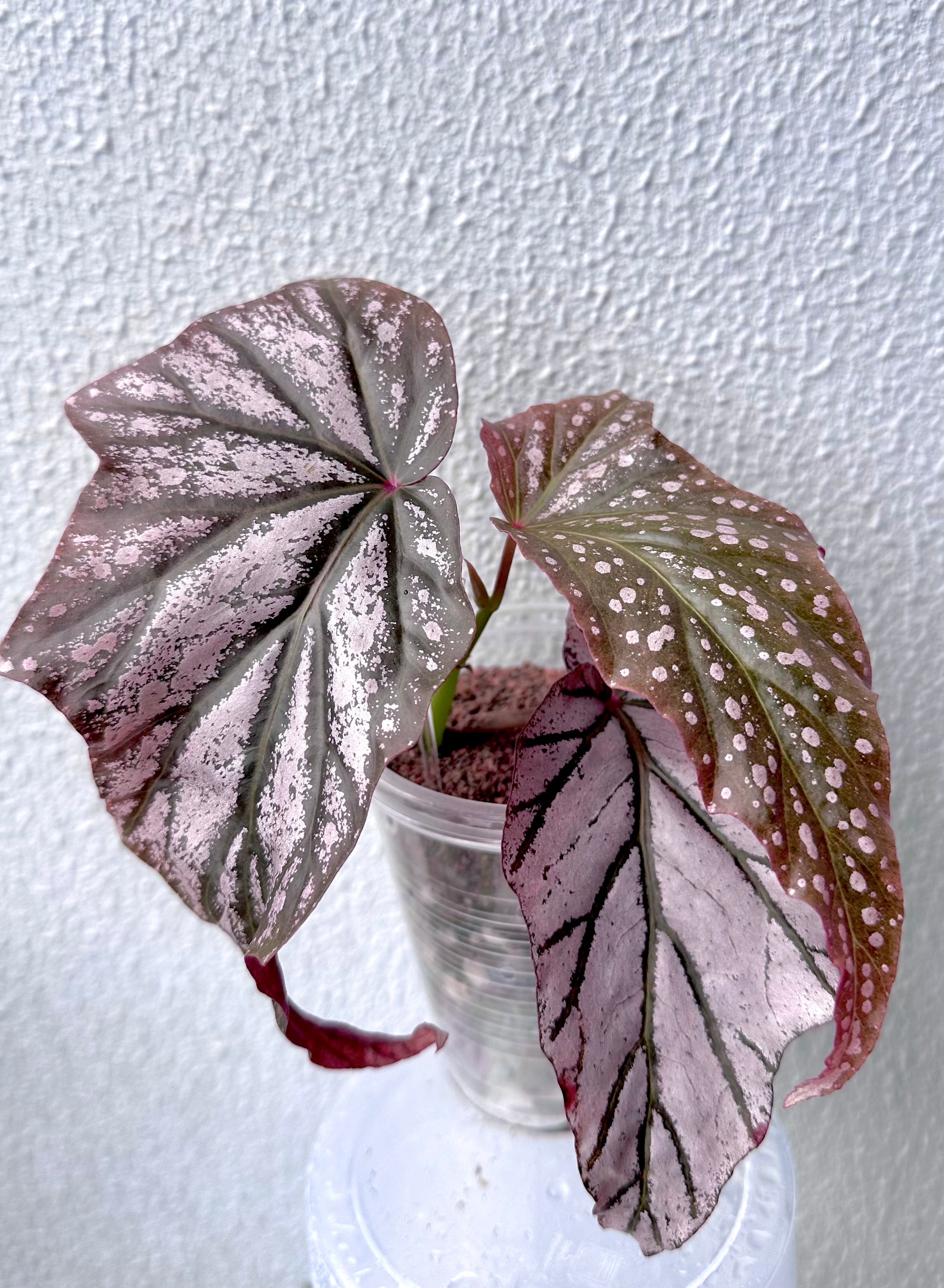 Begonia Dimitri