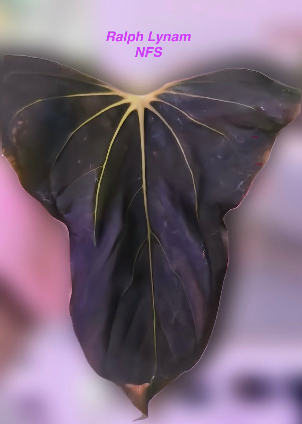 Anthurium Papillilaminum pure - Ralph Lynam