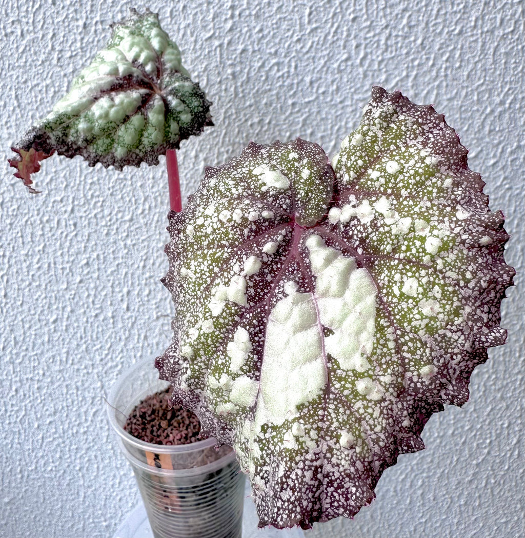 Begonia Super Universe