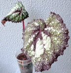 Begonia Super Universe