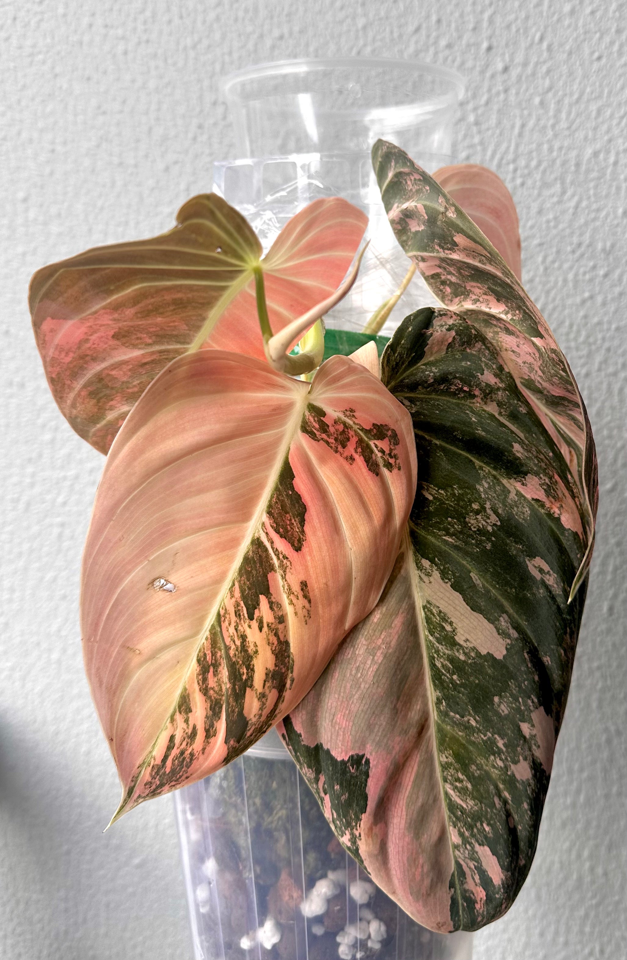 Philodendron Melanochrysum Pink/Orange variegated
