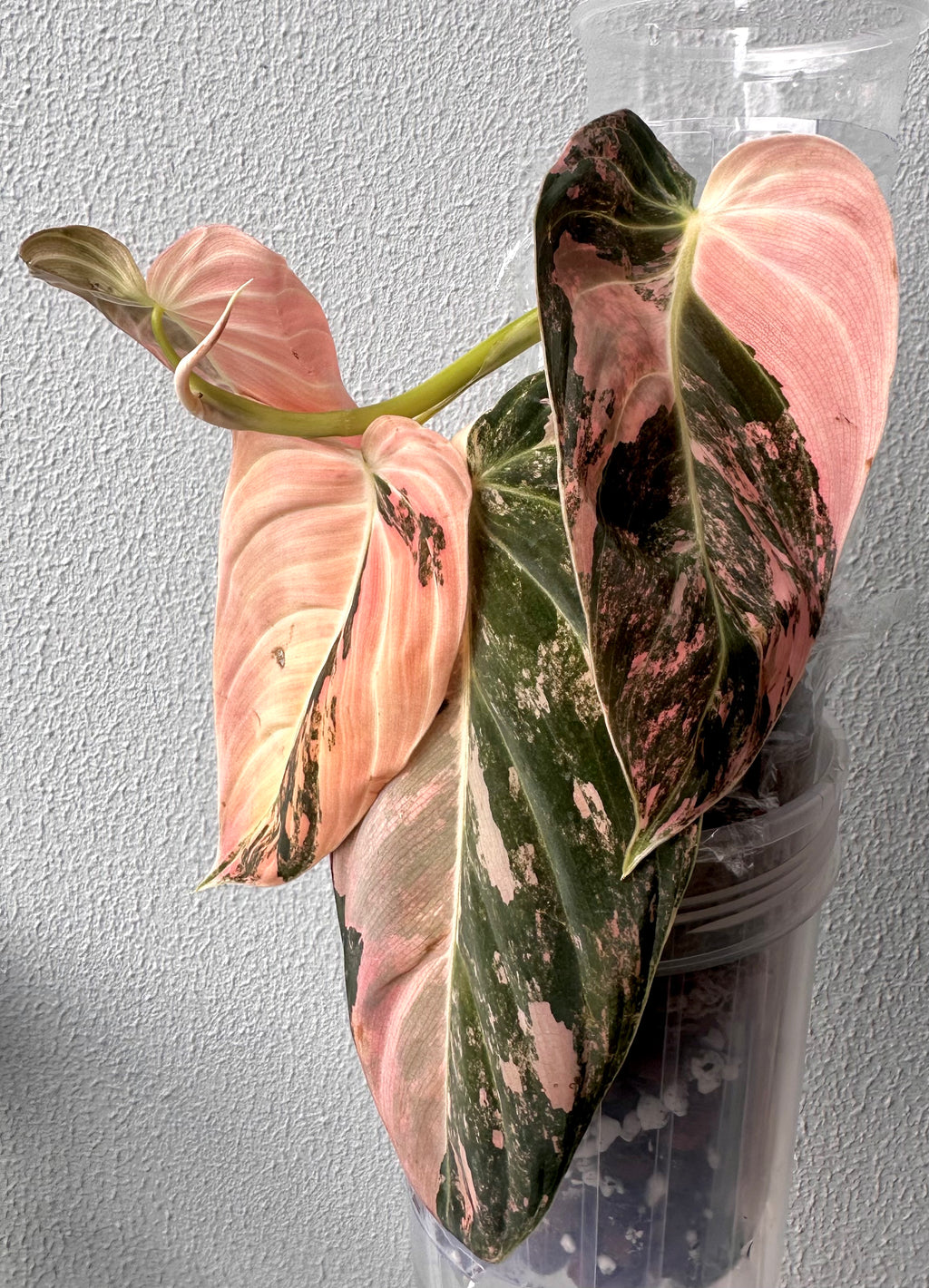 Philodendron Melanochrysum Pink/Orange variegated