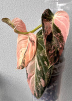 Philodendron Melanochrysum Pink/Orange variegated