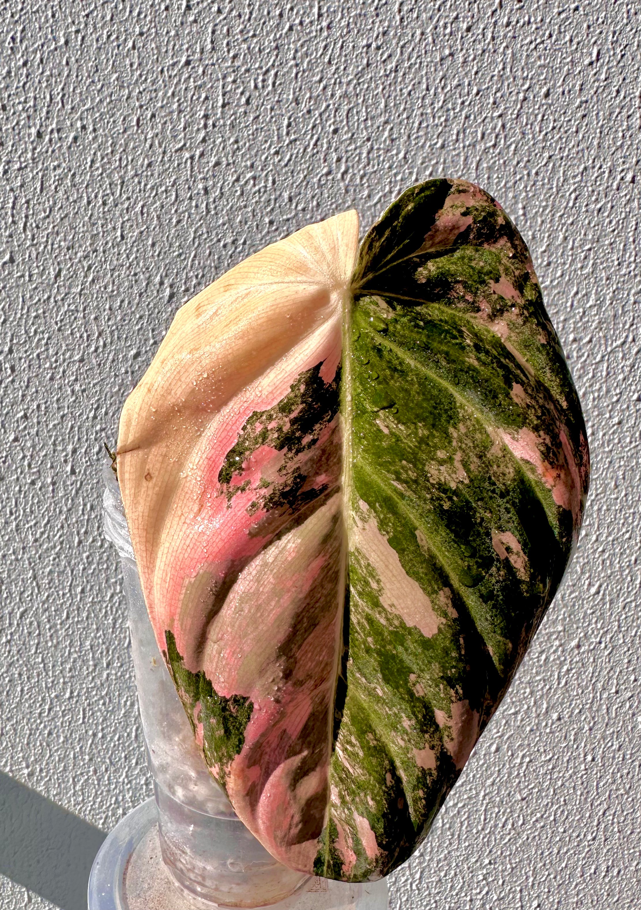 Philodendron Melanochrysum Pink/Orange variegated