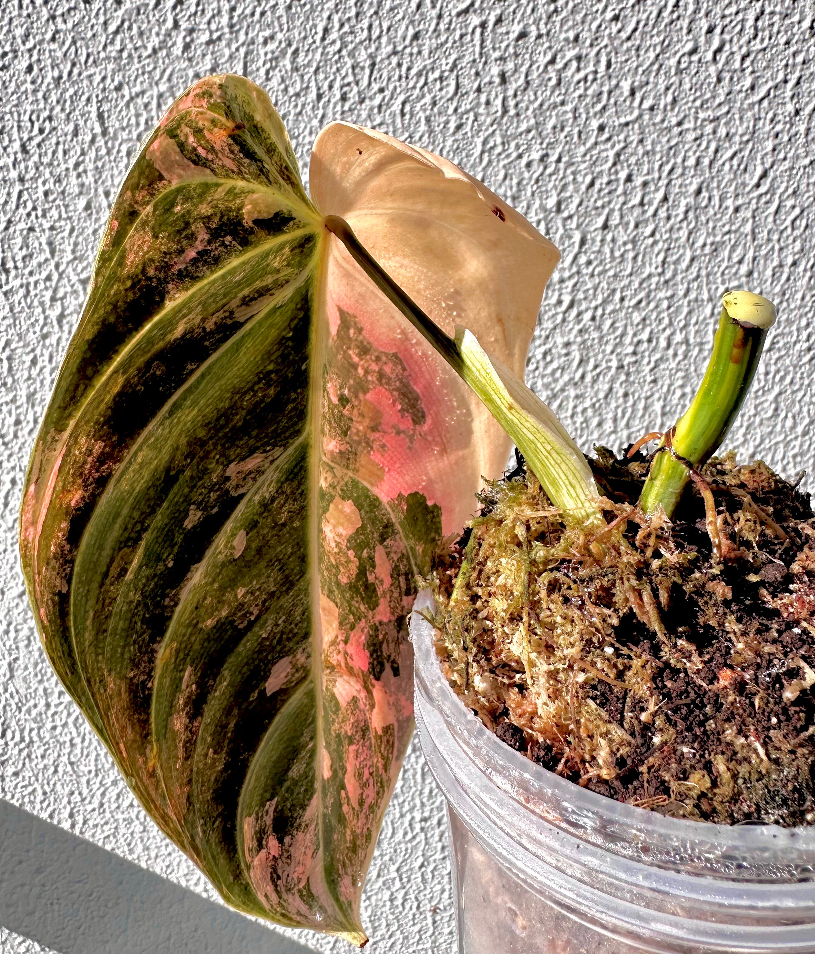 Philodendron Melanochrysum Pink/Orange variegated