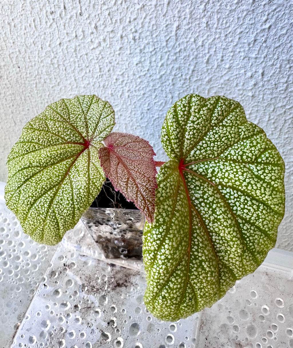 Begonia Sinbad