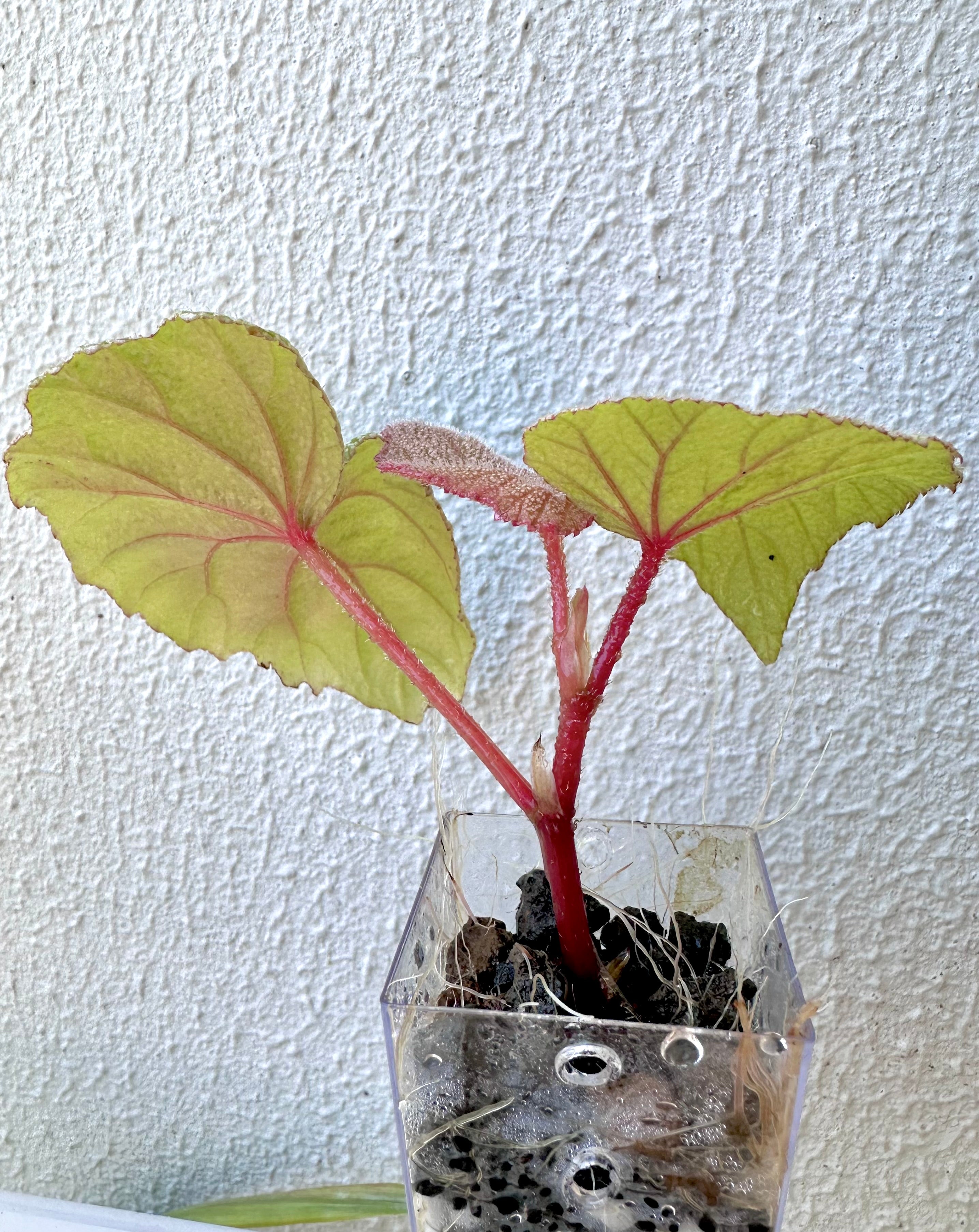 Begonia Sinbad