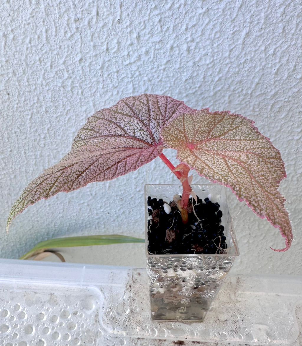 Begonia Sinbad