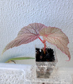 Begonia Sinbad