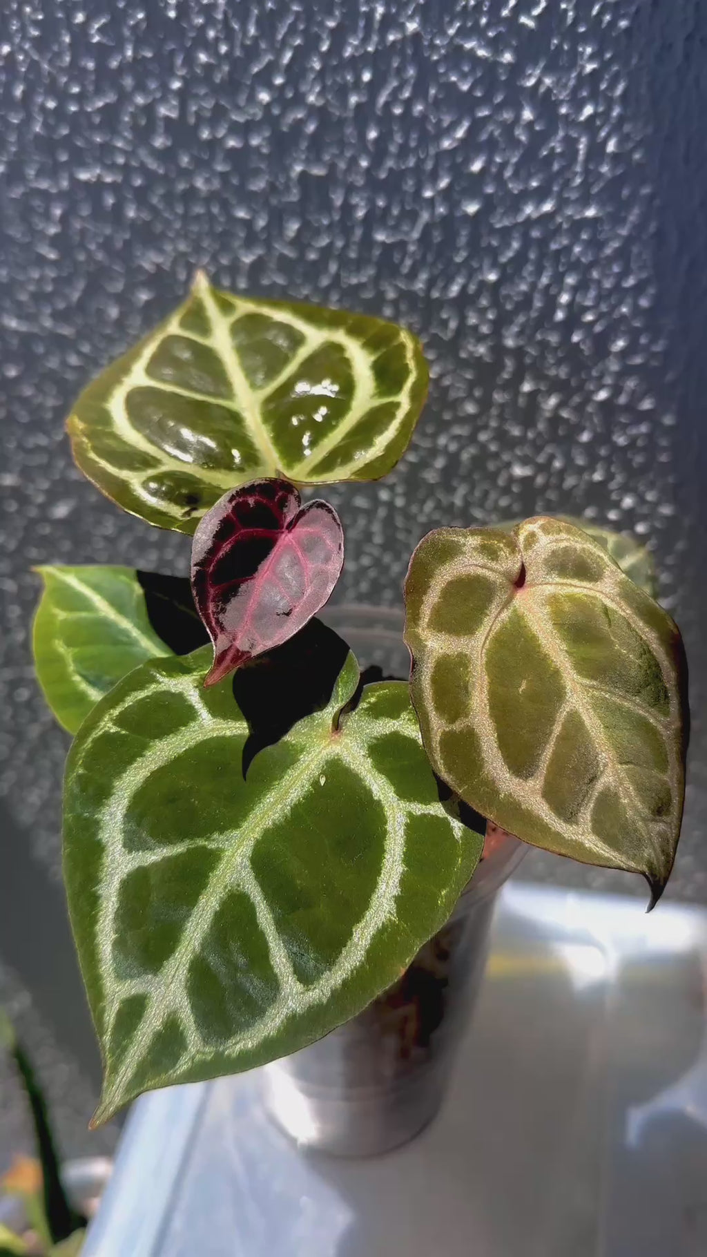 Anthurium KOS RC X Tezula Red Crystallinum - Dark Red more crystals