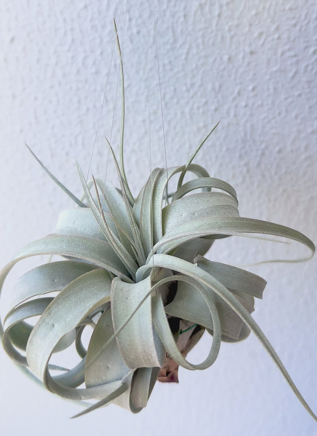 Tillandsia Xerographica 10-13cm