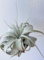 Tillandsia Xerographica 10-13cm